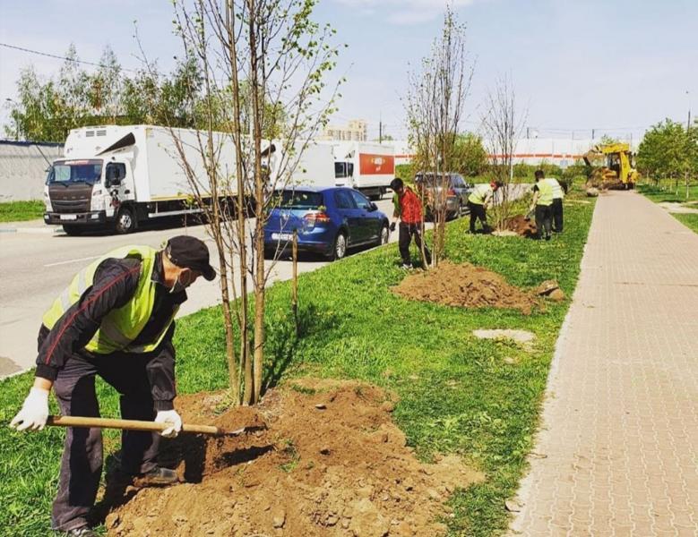 В южном Реутове появилась липовая аллея