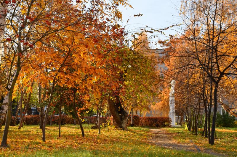 В ОмГПУ заочно за счет внебюджетных средств планируют учиться граждане России, Казахстана, Узбекистана и Германии