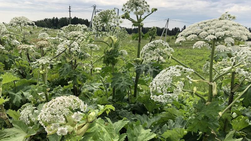 В Подмосковье начнут отсматривать борщевик через космическую съемку