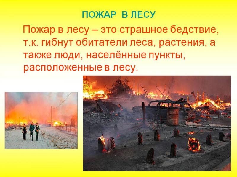Лесной пожар – это бедствие.