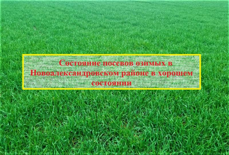 Состояние посевов озимых в Новоалександровском районе в хорошем состоянии