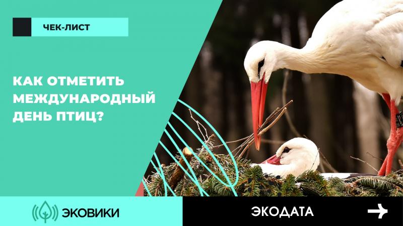 Как отметить Международный день птиц: чек-лист от Ecowiki.ru