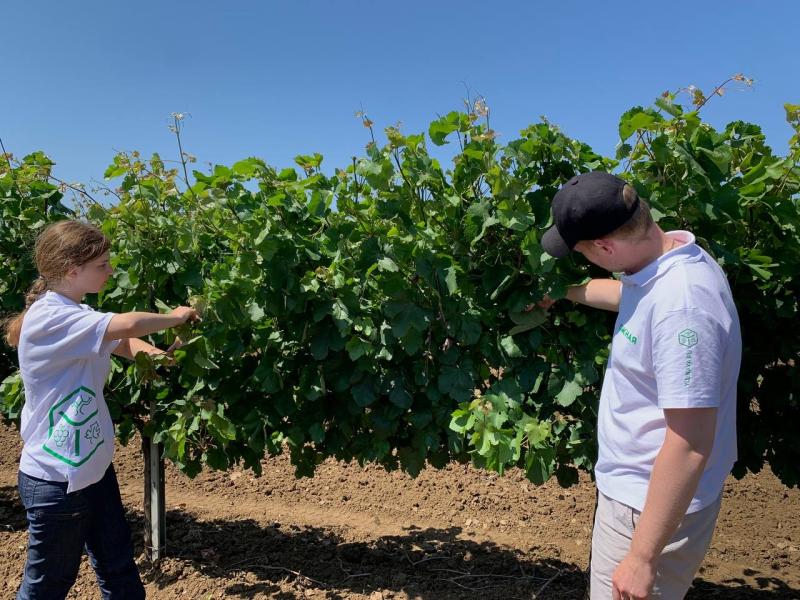 Студенты профильных специальностей пройдут учебную практику в агрофирме «Южная» - крупнейшем виноградарском предприятии России