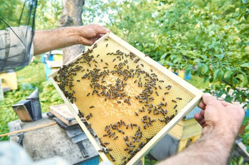 Новосибирские пчелы стали агрессивными из-за химикатов на полях