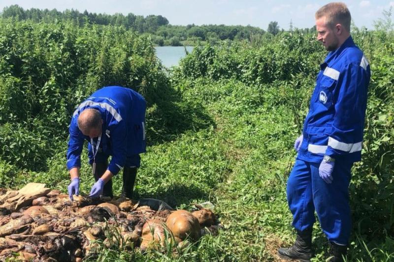 Горы бараньих останков убрали с берега озера в Новосибирске