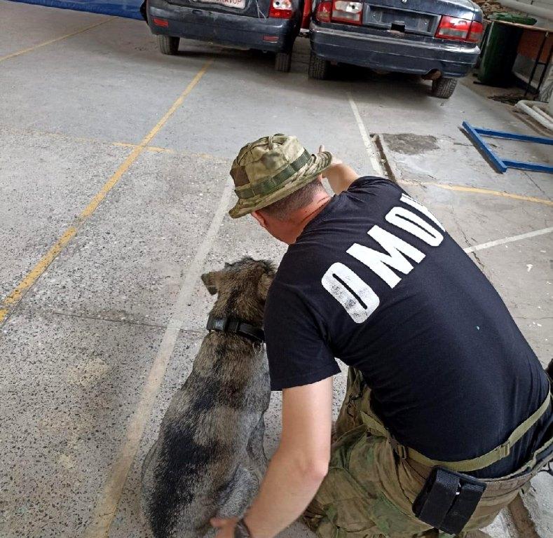 Во Владивостоке кинологи ОМОН приняли участие в межведомственных тренировках