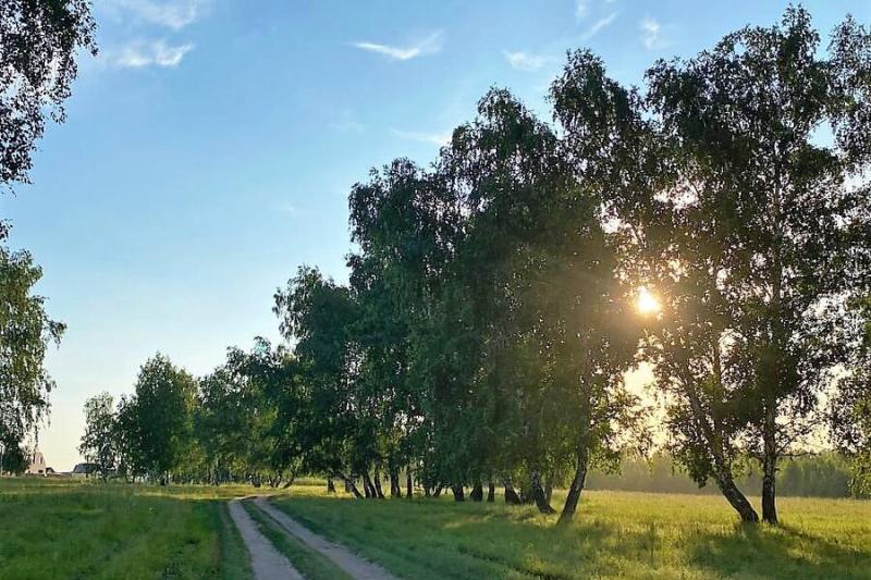 Рослесхоз введет новую систему оценки ведения лесного хозяйства в регионах