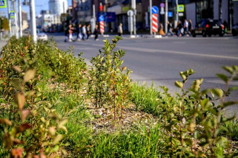 В трех районах Новосибирска запустили эксперимент по борьбе с пылью