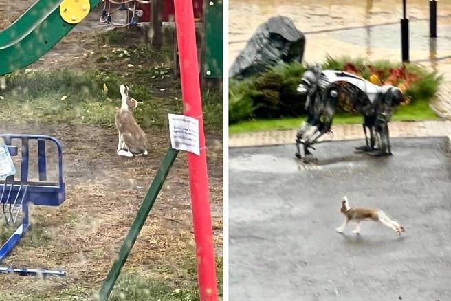 Быстрый и линючий: огромного зайца увидели на детской площадке в Новосибирске