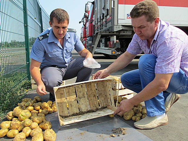 1248 случаев заражения подкарантинной продукции выявлено в феврале
